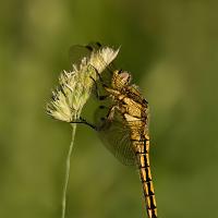 Black Tailed Skimmer female 